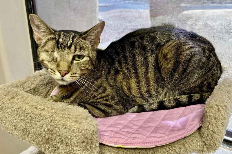 A senior medium-sized male Domestic Short Hair cat named Barcino for adoption in Fountain Hills, AZ