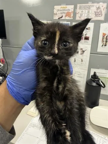A baby small-sized female Domestic Short Hair cat named Olivia for adoption in San Martin, CA