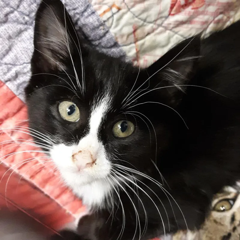 A baby small-sized male Black Domestic Short Hair cat named Catan for adoption in Spokane, WA