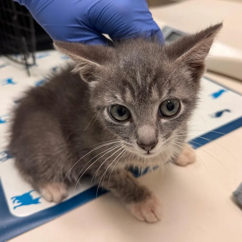 A baby small-sized male Gray / Blue / Silver Domestic Short Hair cat named Ukelele for adoption in Lynchburg, VA