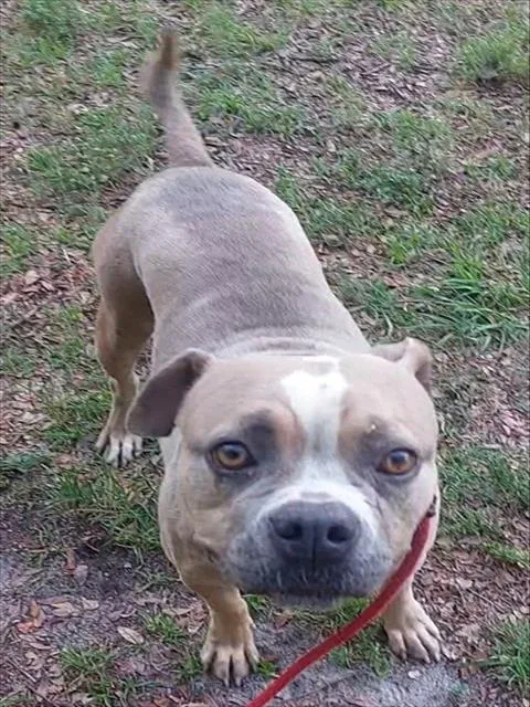 An adult large-sized female American Staffordshire Terrier dog named Chiffon for adoption in Fort Lauderdale, FL