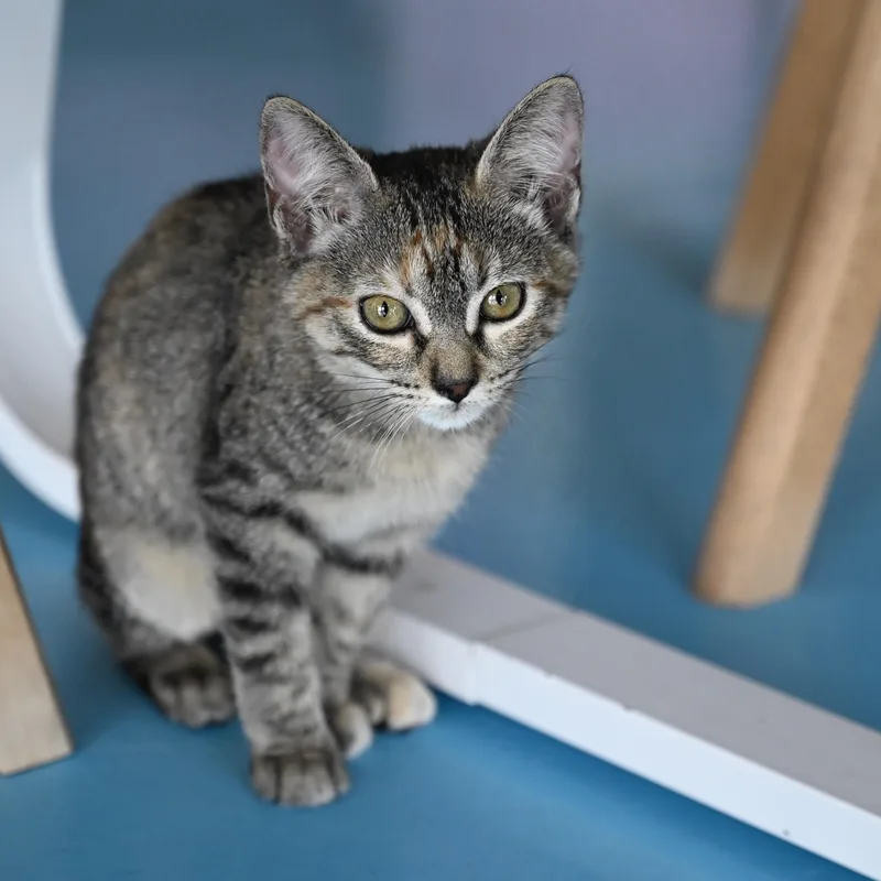 A baby medium-sized female Tabby (Brown / Chocolate) Domestic Short Hair cat named Kelly for adoption in Liverpool, TX