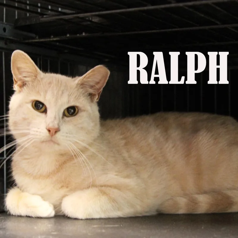 An adult medium-sized male Orange / Red Domestic Short Hair cat named Ralph for adoption in Mooresville, NC