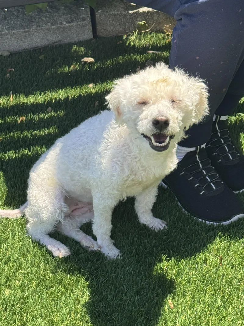 A young small-sized female White / Cream Poodle dog named Chloe for adoption in Perth Amboy, NJ