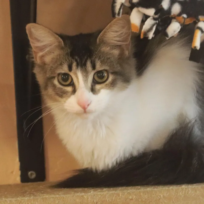 A young small-sized female Black Domestic Short Hair cat named Himmel for adoption in Tucson, AZ