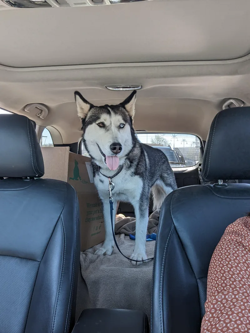 An adult large-sized female Siberian Husky dog named Stella for adoption in Vancouver, WA
