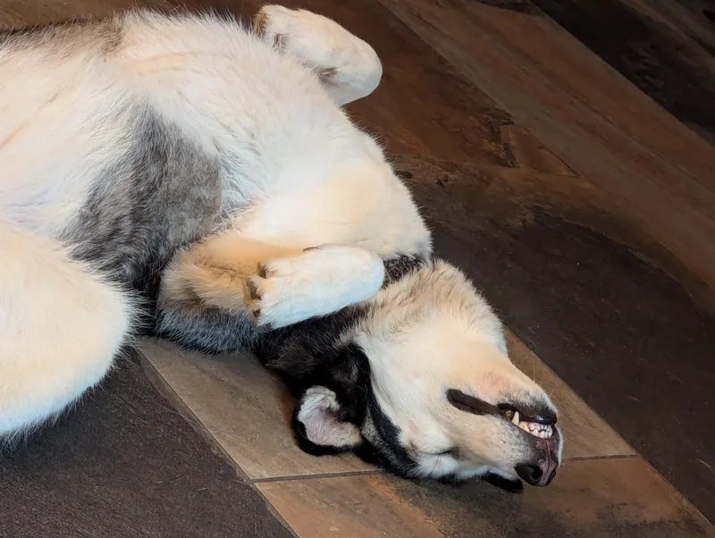 Stella thumbnail 3