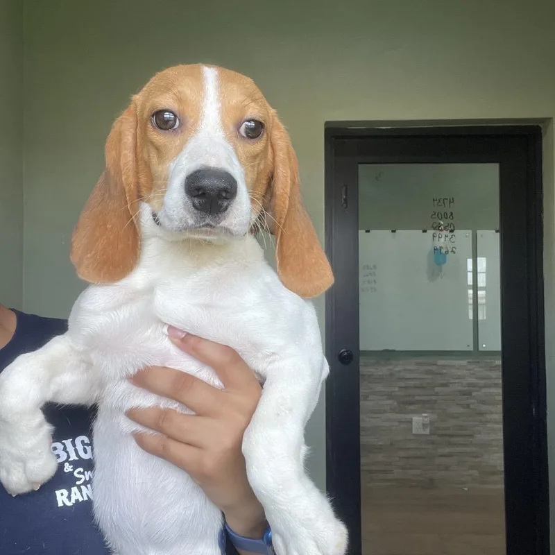 A baby small-sized female Yellow / Tan / Blond / Fawn Beagle dog named ZWE  aka Cleo for adoption in LOXAHATCHEE, FL