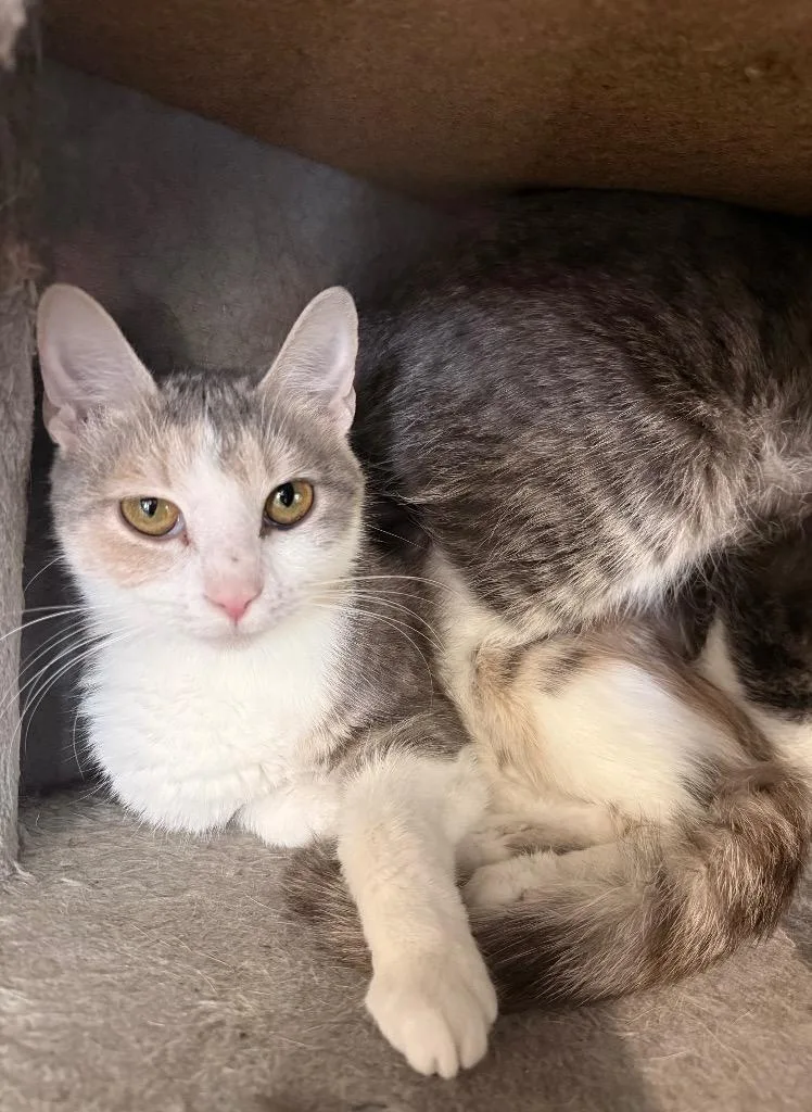 A baby medium-sized female Domestic Short Hair cat named Berry for adoption in Johnson City, TN