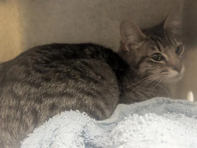 A young medium-sized female Domestic Short Hair cat named Kristina for adoption in Kent, WA