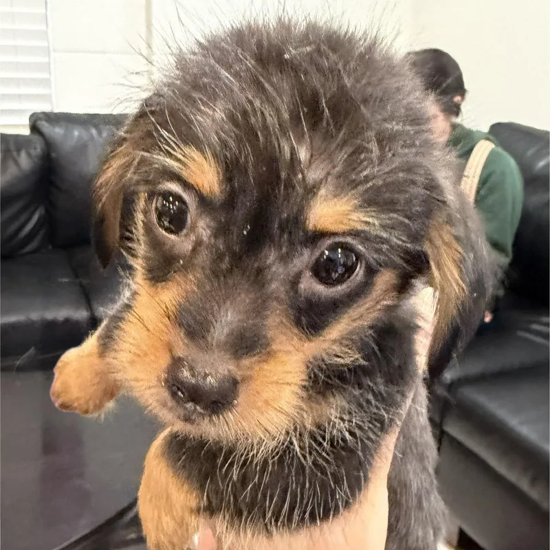 A baby small-sized male Black Terrier dog named Sir Galahad for adoption in Blue Springs, MO