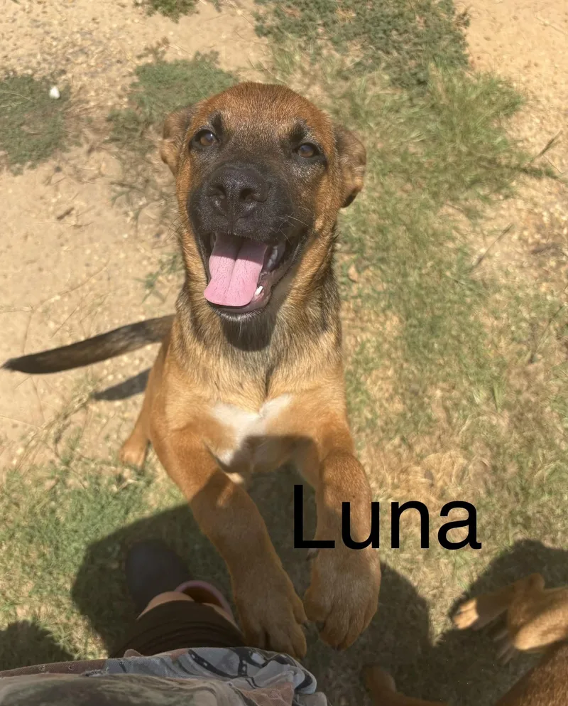 A baby medium-sized female German Shepherd Dog dog named Luna for adoption in Zimmerman, MN