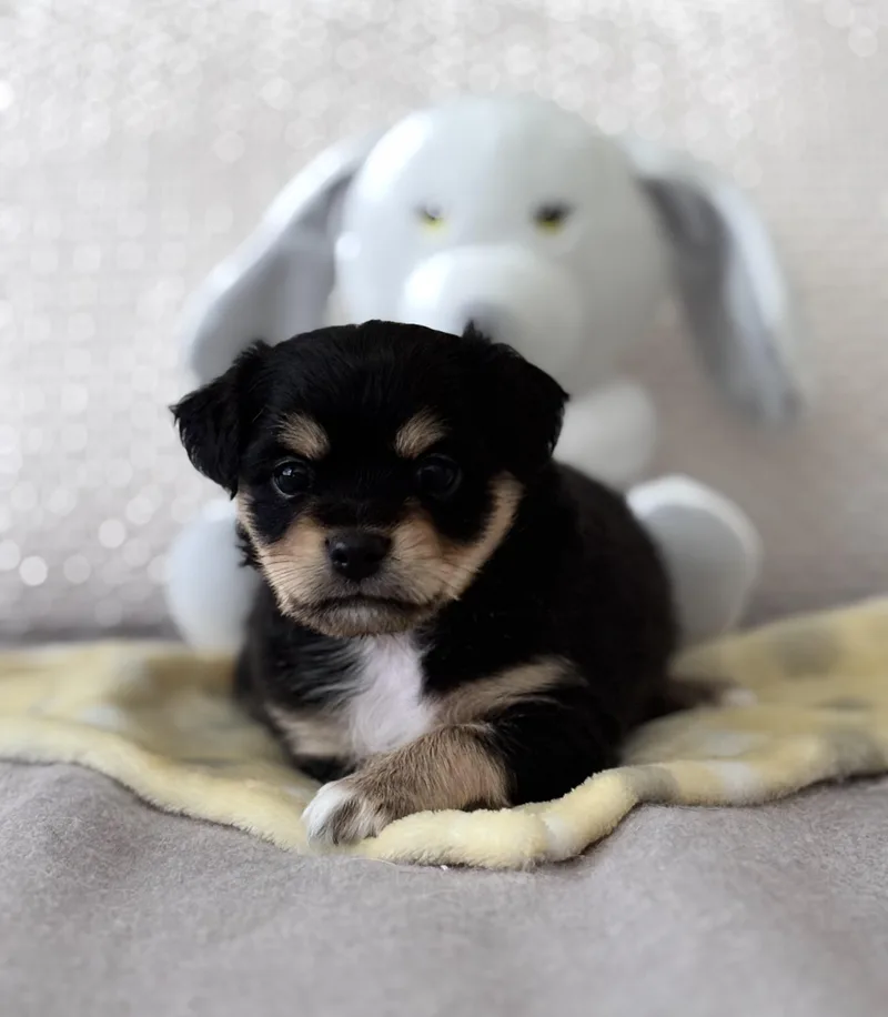Gizmo