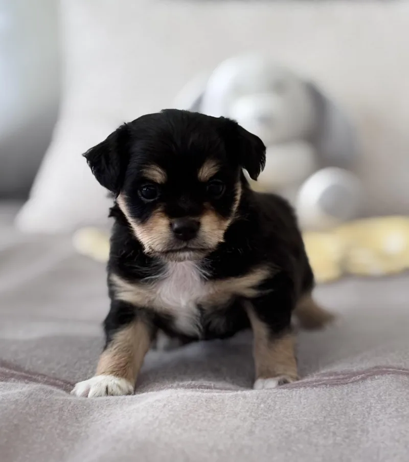Gizmo thumbnail 2