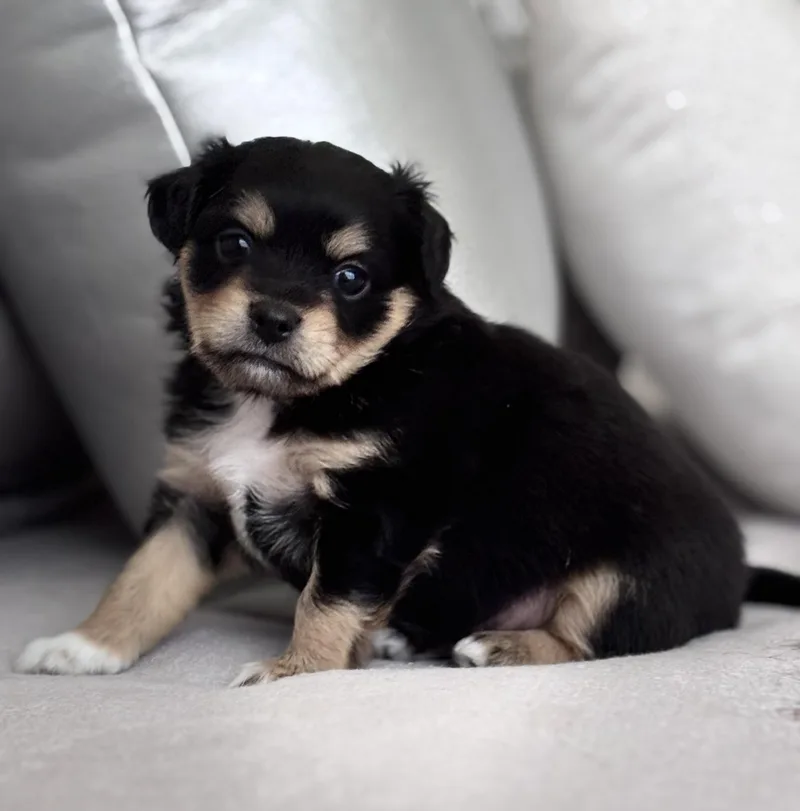 Gizmo thumbnail 3