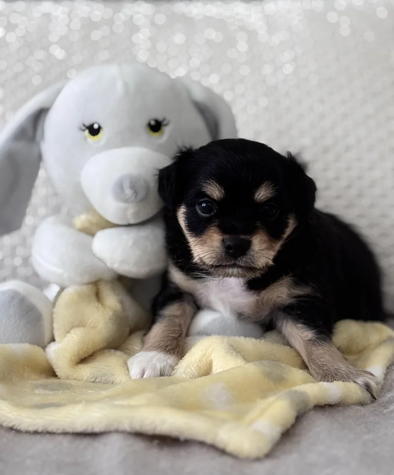 Gizmo thumbnail 4