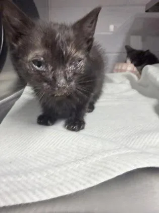 A baby small-sized female Domestic Medium Hair cat named Bianca for adoption in Gastonia, NC