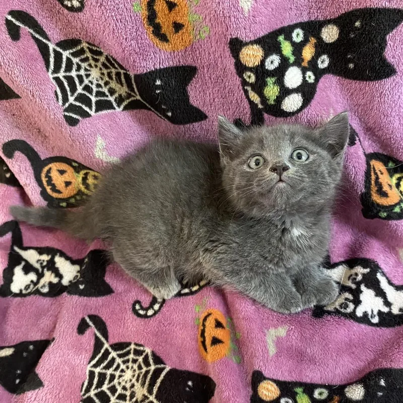 A baby small-sized male Gray / Blue / Silver Domestic Medium Hair cat named Murtaugh for adoption in Rocky Mount, VA