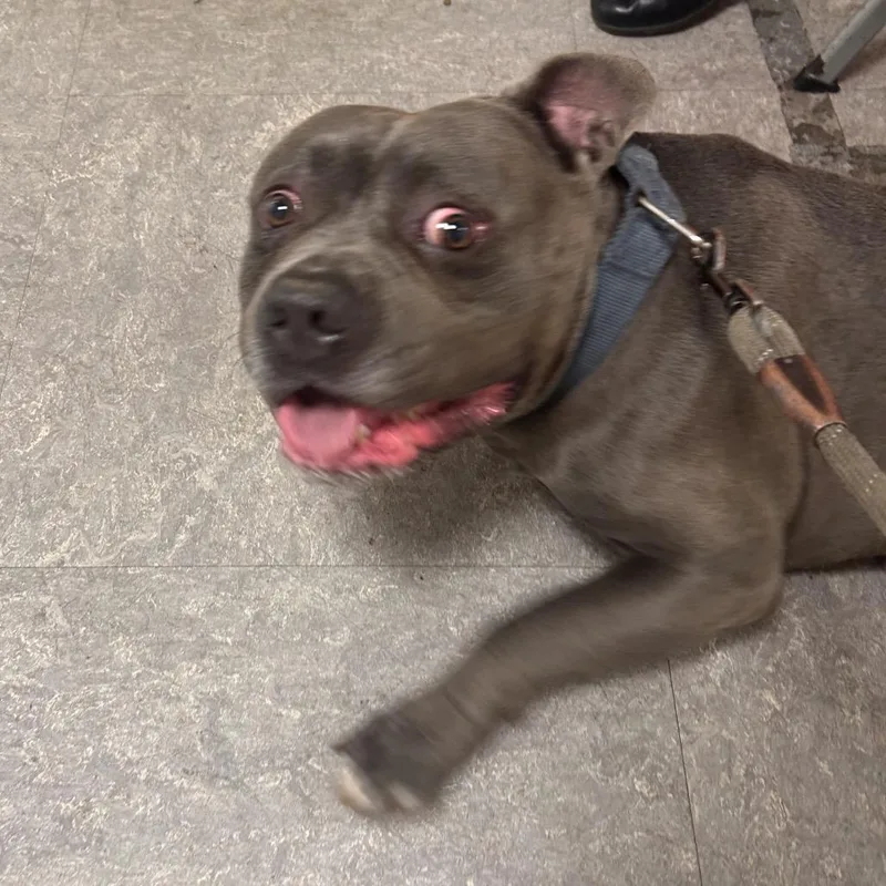 An adult medium-sized male Black Mixed Breed dog named Blue Bonkers for adoption in Philadelphia, PA