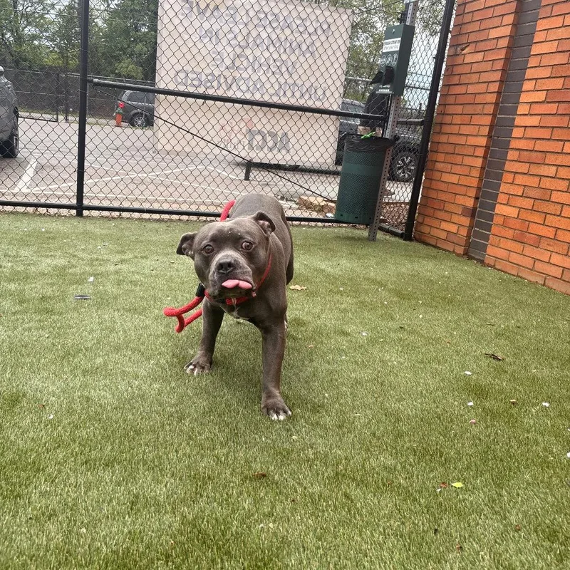 Blue Bonkers thumbnail 2