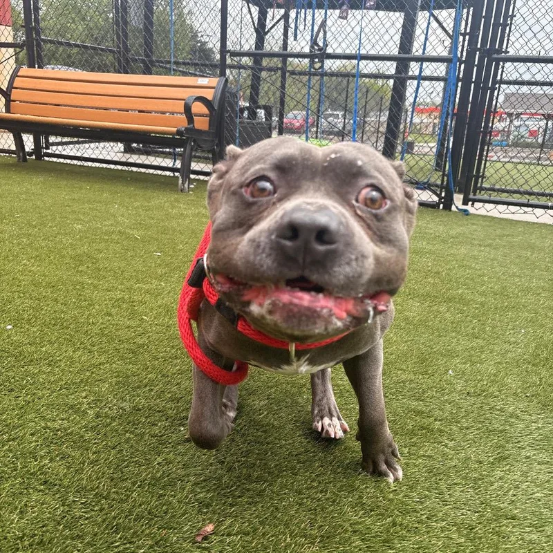 Blue Bonkers thumbnail 3