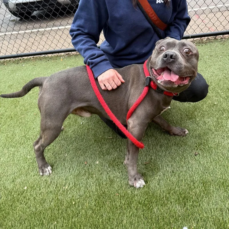 Blue Bonkers thumbnail 4