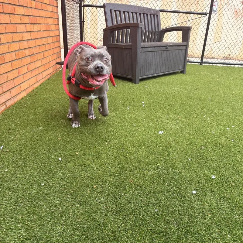 Blue Bonkers thumbnail 5