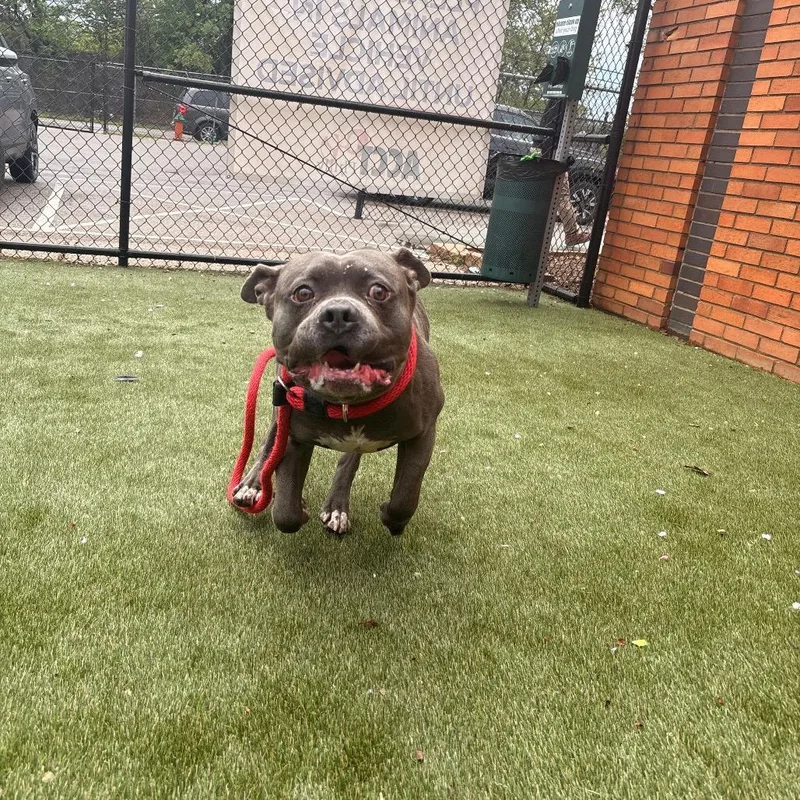 Blue Bonkers thumbnail 6