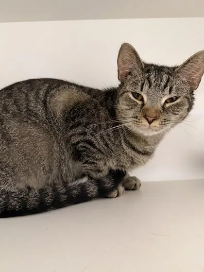 An adult medium-sized female Domestic Short Hair cat named Mew for adoption in Savannah, GA