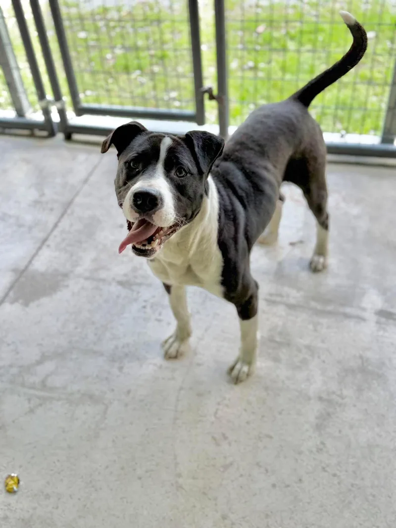 An adult large-sized male American Bulldog dog named Jacob for adoption in Elizabethtown, NC