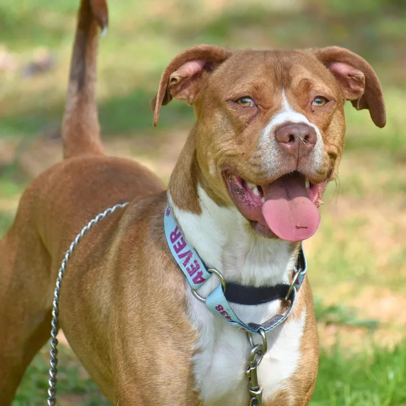 A young medium-sized male Red / Chestnut / Orange Mixed Breed dog named Arlo for adoption in Mebane, NC