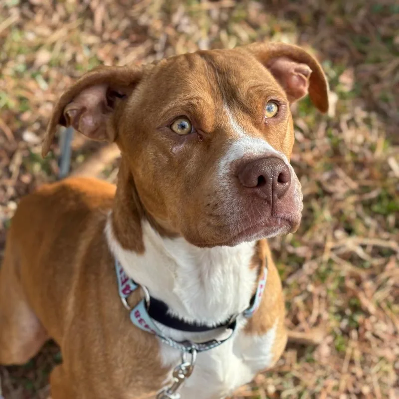 Arlo thumbnail 5