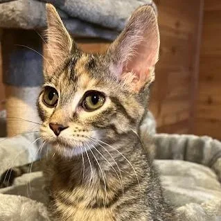 A baby small-sized female Gray / Blue / Silver Domestic Short Hair cat named Snickers for adoption in Grand Island, NE