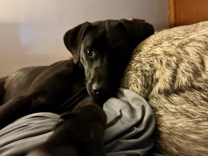 A young medium-sized female Mixed Breed dog named Smokey for adoption in Westbrook, ME