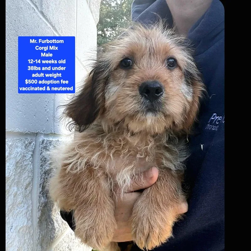 A baby medium-sized male Corgi dog named Mr. Furbottom for adoption in Oviedo, FL