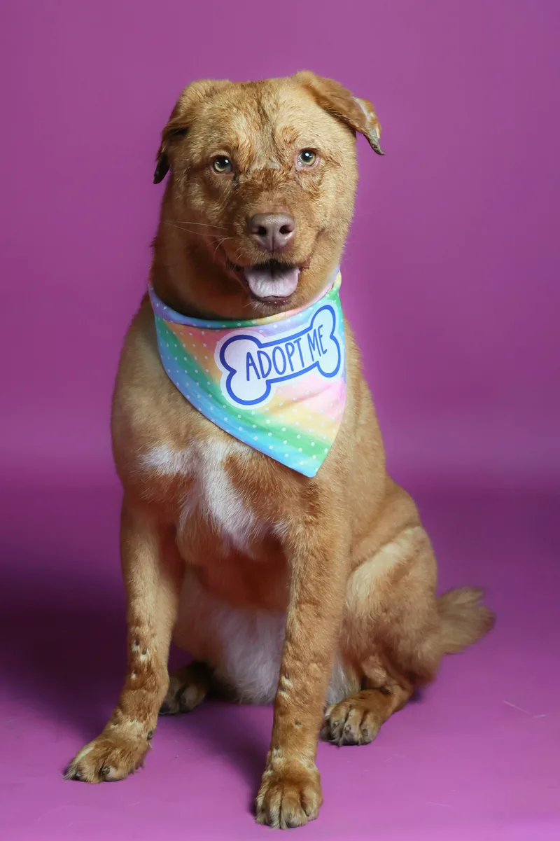 An adult large-sized female Yellow / Tan / Blond / Fawn German Shepherd Dog dog named Bella for adoption in Spanish Fork, UT