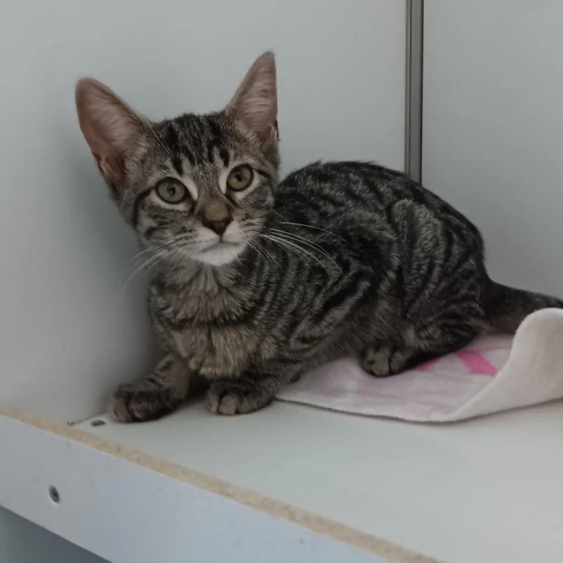 A baby small-sized male Brown / Chocolate Domestic Short Hair cat named Salami for adoption in Melrose, FL