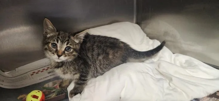 A baby small-sized female Domestic Short Hair cat named Rose for adoption in Los Angeles, CA