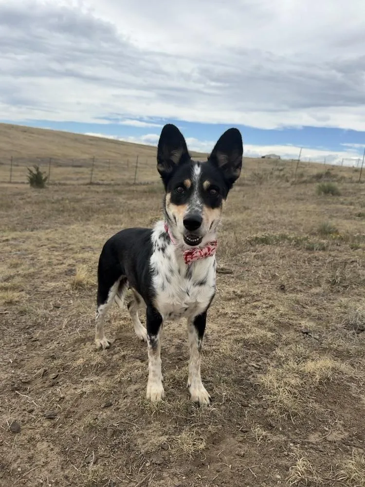 An adult medium-sized female Tricolor (Brown, Black, & White) Australian Cattle Dog / Blue Heeler dog named Brookie for adoption in Littleton, CO