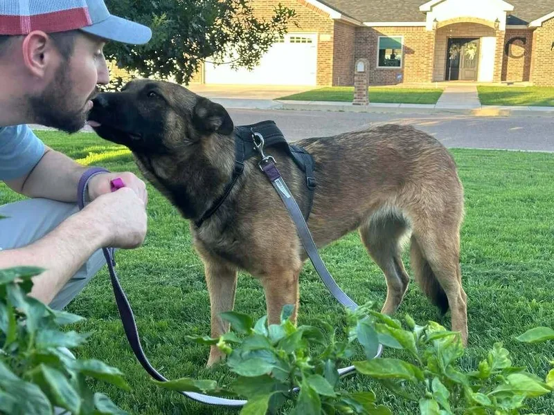 A young large-sized female Tricolor (Brown, Black, & White) Belgian Shepherd / Malinois dog named Mallory Located in for adoption in Imlay City, MI