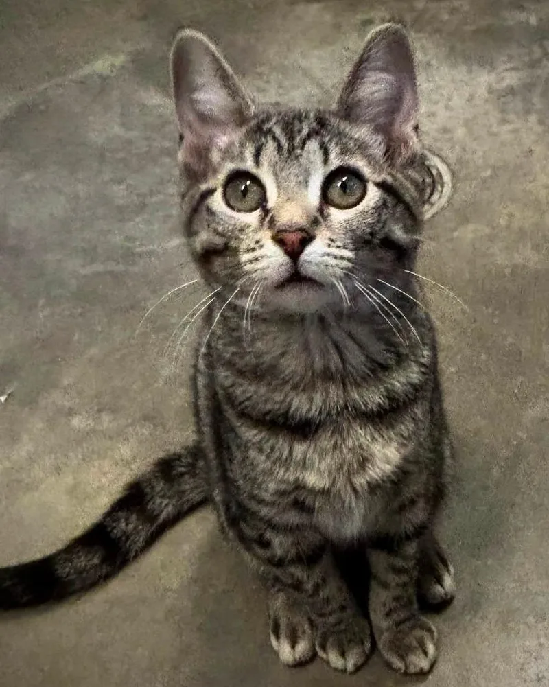 A baby small-sized female Munchkin cat named Snickers for adoption in Murphysboro, IL