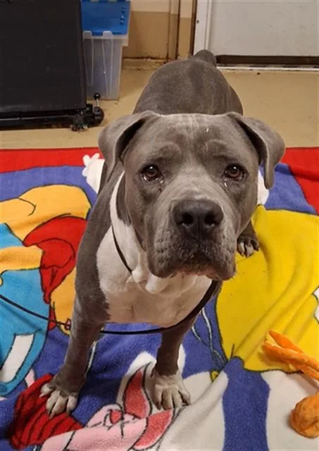 An adult large-sized male Pit Bull Terrier dog named Mr.broccoli for adoption in Chula Vista, CA