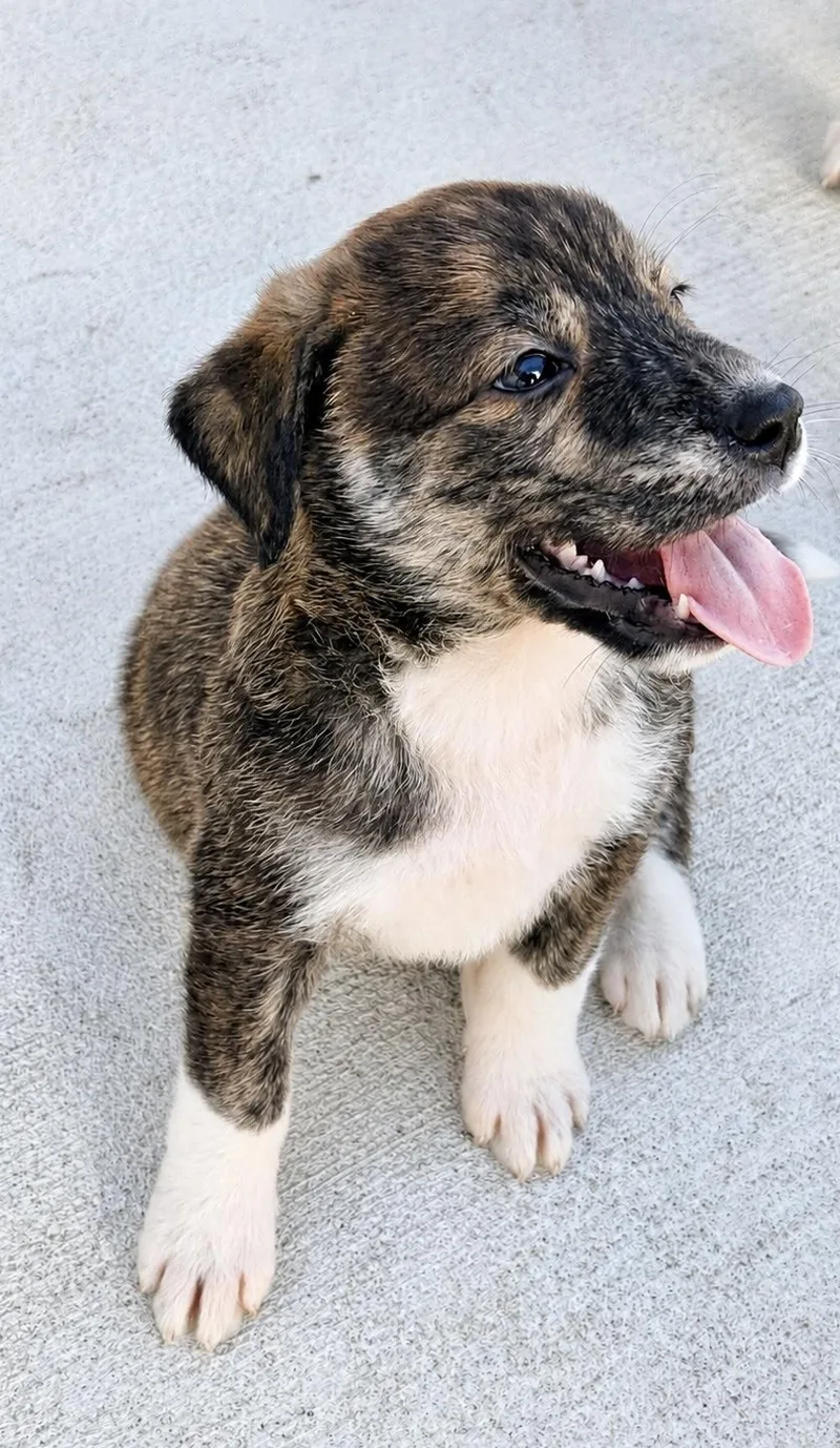 A baby medium-sized female Australian Shepherd dog named Fresca for adoption in Copiague, NY