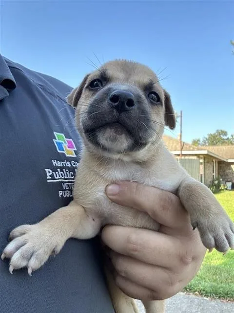 A baby small-sized male Labrador Retriever dog named A for adoption in Houston, TX