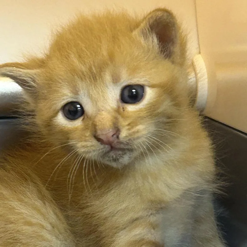 A baby small-sized male Orange / Red Domestic Medium Hair cat named Dallas for adoption in Pauls Valley, OK