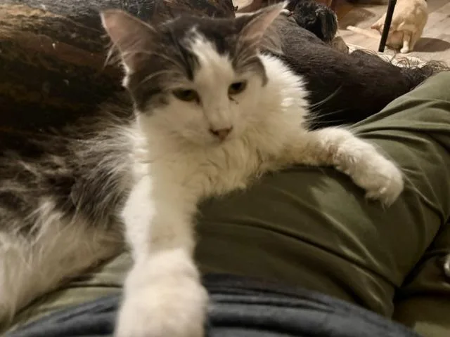 An adult medium-sized female Tabby (Gray / Blue / Silver) Domestic Long Hair cat named Pasha for adoption in Fort Worth, TX