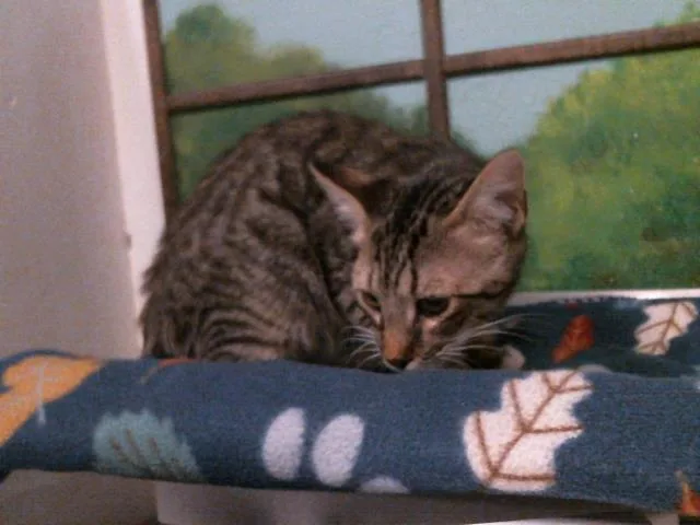 A young small-sized male Domestic Short Hair cat named Chase for adoption in Houston, TX
