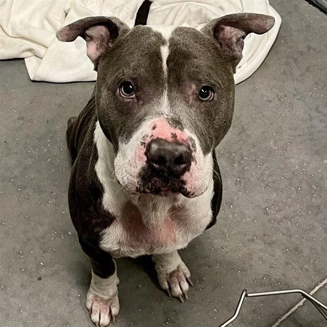 An adult large-sized male American Bulldog dog named Bolt for adoption in Tavares, FL