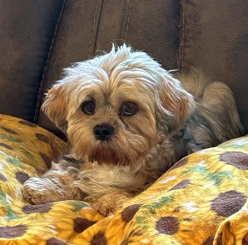 An adult small-sized female Lhasa Apso dog named Harper for adoption in Rossford, OH