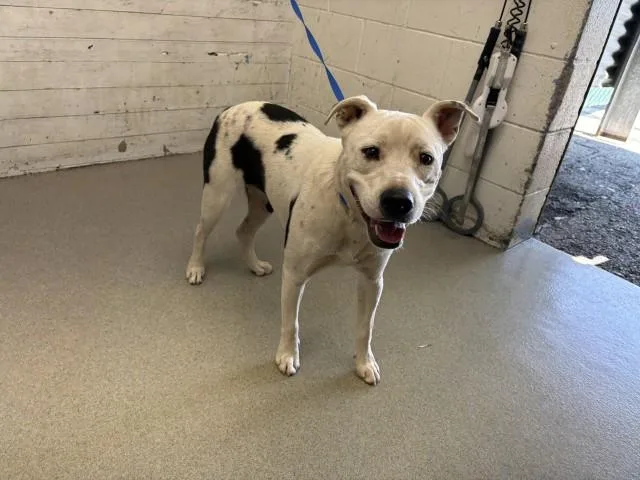 A young medium-sized female Border Collie dog named Ophelia for adoption in San Bernardino, CA